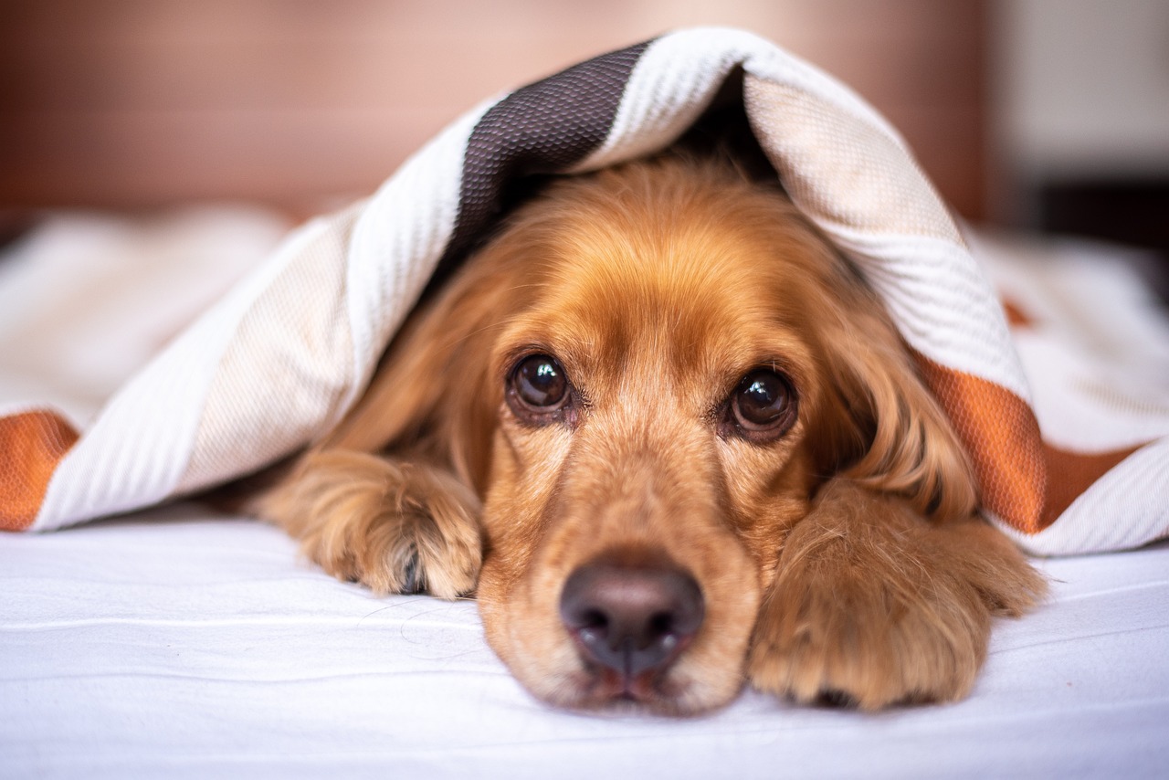 How to Help Your Dog Deal with Environmental Stressors